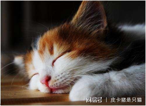 娱乐吃瓜酱貓咪,揭秘娱乐圈那些不为人知的幕后故事